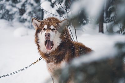 Traîneau à chiens dans les forêts du Québec - Canada