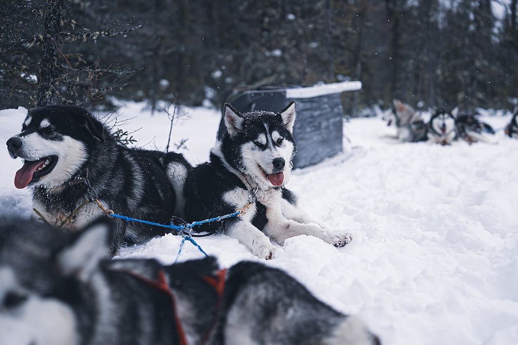 Image Raids - Chiens de traîneau Québec - Raquettes - Motoneige Québec - Voyage Québec