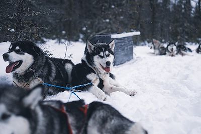 Traîneau à chiens dans les forêts du Québec - Canada