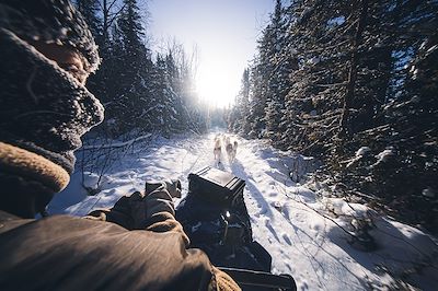 Traîneau à chiens dans les forêts du Québec - Canada