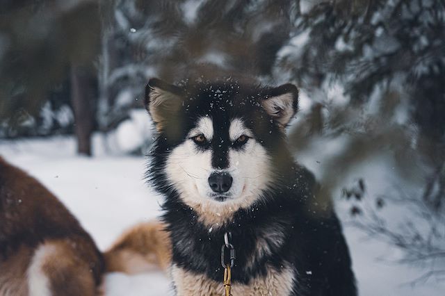 Voyage Sur la piste des coureurs des bois