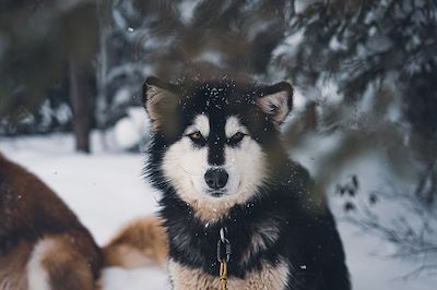 Traîneau à chiens dans les forêts du Québec - Canada