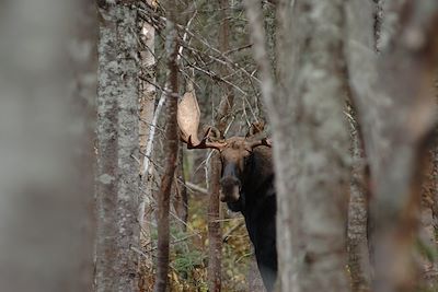 Réserve faunique de Matane - Gaspésie - Québec