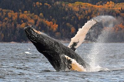Baleine à bosse - Parc marin du Saguenay - Canada