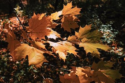 Feuilles d'érable - Canada