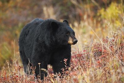 Ours noir - Parc National de Yellowstone - Wyoming - Etats-Unis 