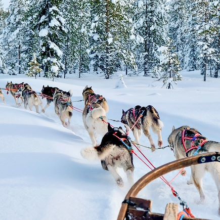Traîneau à chiens Canada Québec