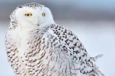 Harfang des neiges - Chouette