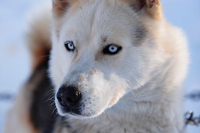 Chien de traîneau - Gaspésie - Canada