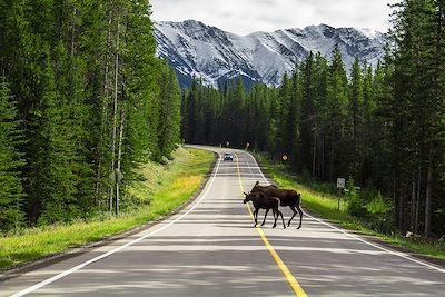 Orignal et son petit dans le Parc provincial Peter Lougheed -  Pays de Kananaskis - Canada