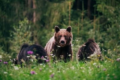 Ours - Canada