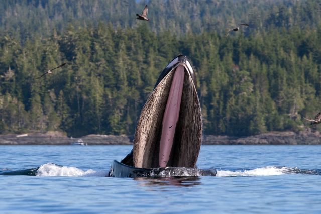Image Kayak et baleines de l'île de Vancouver