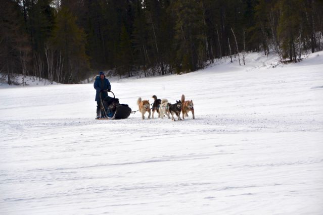 Image Traîneau à chiens dans les forêts du Québec