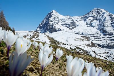 © Christof Sonderegger / Switzerland Tourism - L'Eiger, le Moench et la Jungfrau - Suisse L'Eiger, le Moench et la Jungfrau - Suisse