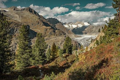 © Switzerland Tourism / Jan Geerk - Vue sur le glacier d'Aletsch depuis la forêt d'Aletsch - Suisse Vue sur le glacier d'Aletsch depuis la forêt d'Aletsch - Suisse