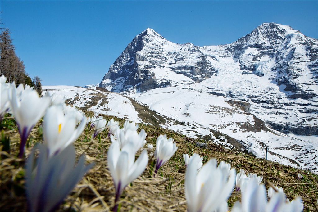 Image Glacier Aletsch - Glacier suisse - Brigue