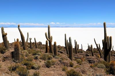 Île Incahuasi - Salar d'Uyuni - Bolivie