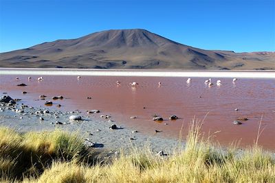 Laguna Colorada - Sud Lipez - Bolivie