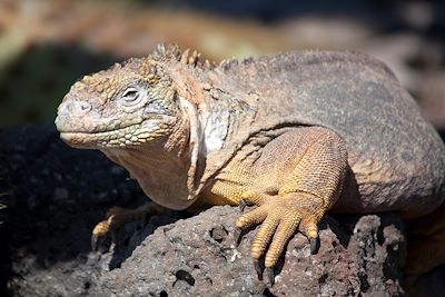 Voyage Ile de Pâques et Galápagos 1