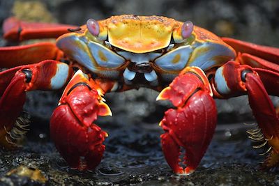 Crabe des Galapagos - Equateur