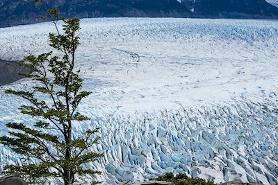 Glacier Grey - Parc national Torres del Paine - Patagonie - Chili