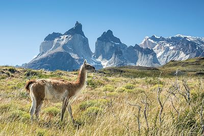 Guanaco - Parc national Torres del Paine - Patagonie - Chili