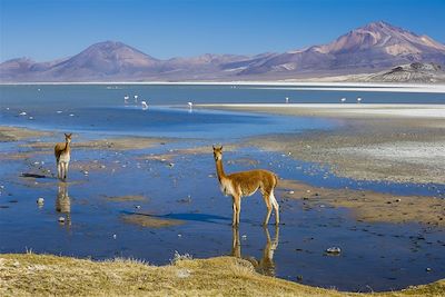 Lagune Surire dans le Parc National Lauca - Chili