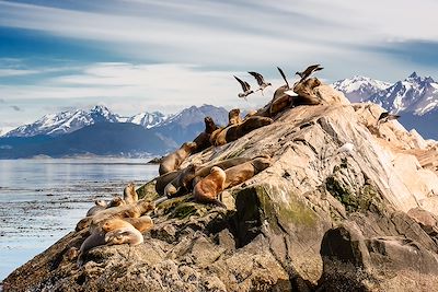 Observation animalière Patagonie