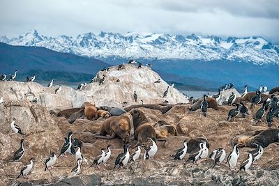 Cormoran à ventre blanc colony - Canal de Beagle - Chili