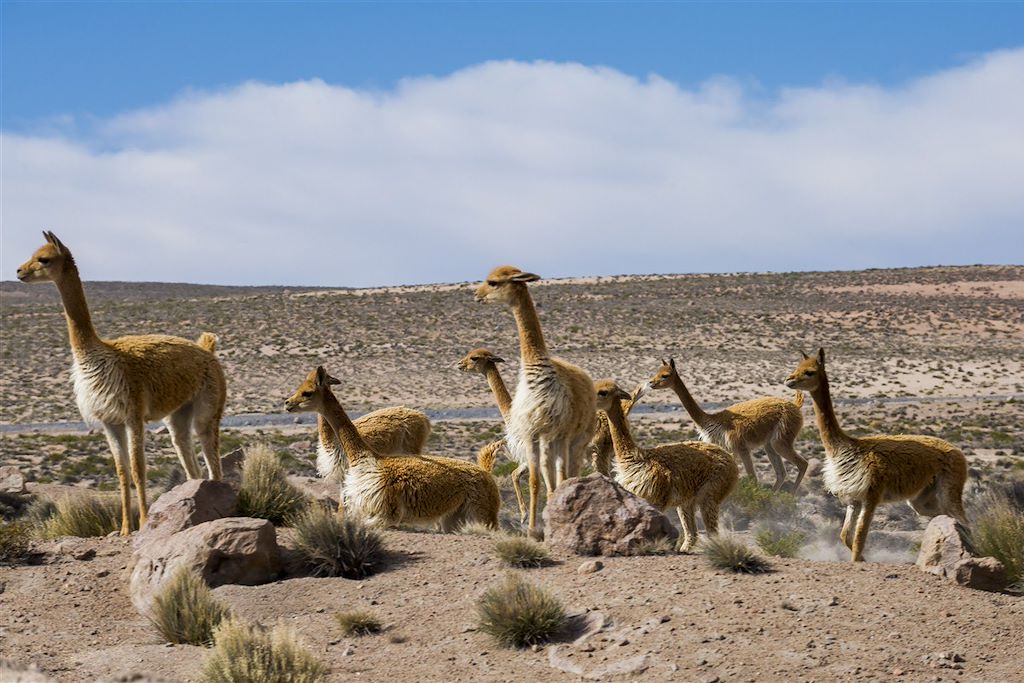 Image Randonnée Salar D'Uyuni - Ascension Licancabur - Trek Atacama