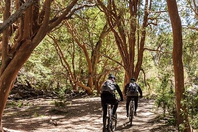 Vélo en forêt