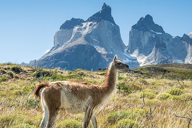 Observation animalière Chili Patagonie