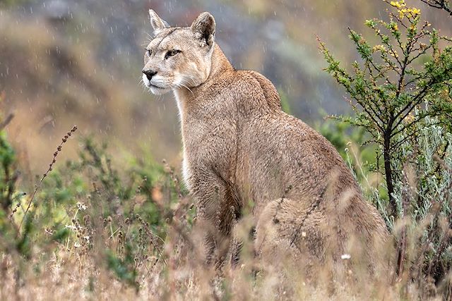 Observation animalière Chili Patagonie