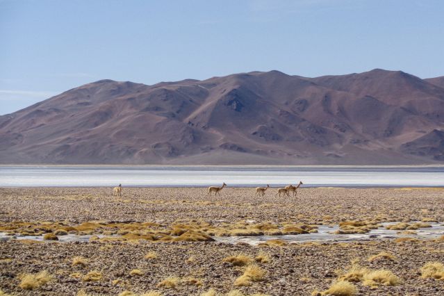 Hauts plateaux d Atacama : ses lagunes et salines - Chili