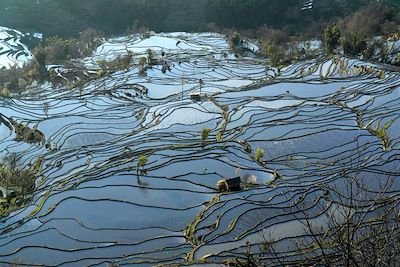 © Denis Chambon - Les rizières de Yuanyang - Yunnan Les rizières de Yuanyang - Yunnan