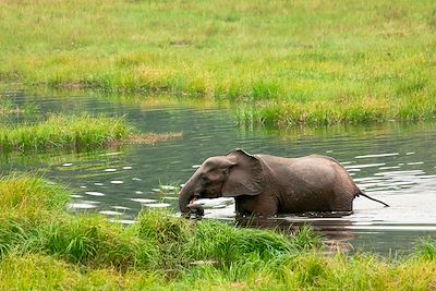 © Grodza / Adobe Stock - Parc national de Nouabalé-Ndoki - République du Congo Parc national de Nouabalé-Ndoki - République du Congo
