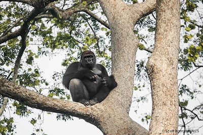 © Scott Ramsay / WCS - Gorille - Parc Nouabale Ndoki - République du Congo Gorille - Parc Nouabale Ndoki - République du Congo