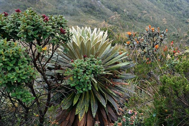 Voyage Cîmes et Palmiers, la Colombie Grandeur Nature