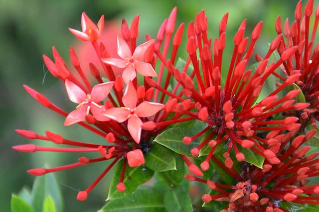 Observation animalière : Cîmes et Palmiers, la Colombie Grandeur Nature Voyage Cîmes et Palmiers, la Colombie Grandeur Nature