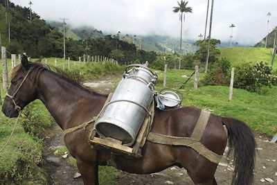 © Cynthia Barnoud - Vallée de Cocora - Salento - Département de Quindio - Colombie Vallée de Cocora - Salento - Département de Quindio - Colombie