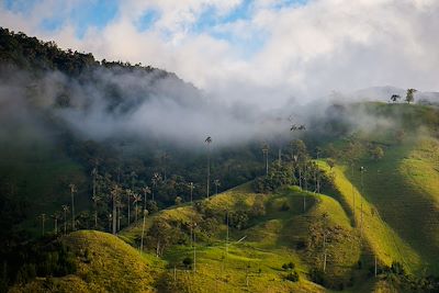 © Max shen / Getty Images - Vallée de Cocora - Colombie Vallée de Cocora - Colombie