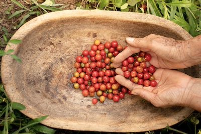 © FranciscoStockLife / Adobe Stock - Paysan récoltant des tomates cerises sauvages dans la région de culture du café en Colombie Paysan récoltant des tomates cerises sauvages dans la région de culture du café en Colombie