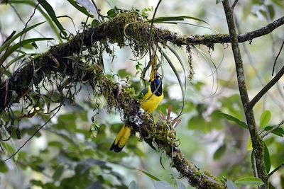 © Brunnell / Adobe Stock - Oiseau tropical - Colombie Oiseau tropical - Colombie