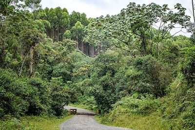Réserve forestière de Barbas Bremen - Quindio - Colombie