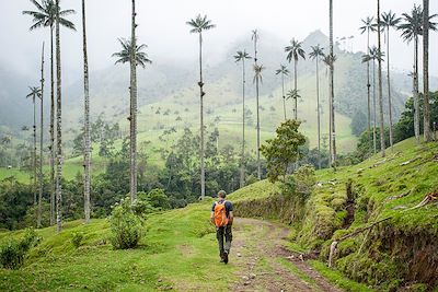 Vallée de Cocora - Quindio - Colombie
