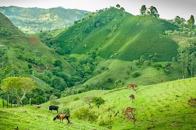 © Martin Nabert / iStock - Plantation de café - Colombie Plantation de café - Colombie