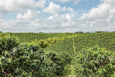© jcanofoto / Adobe Stock - Salento - Colombie Salento - Colombie