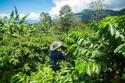 © Luis Echeverri Urrea / Adobe Stock - Cultivateur dans un champs de café - Colombie Cultivateur dans un champs de café - Colombie