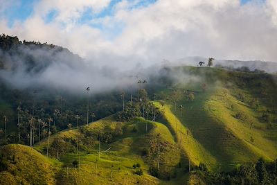 © Max shen / Getty Images - Vallée de Cocora - Colombie Vallée de Cocora - Colombie