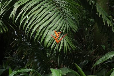 Fleur tropicale - forêt amazonienne - Amazonie - Colombie